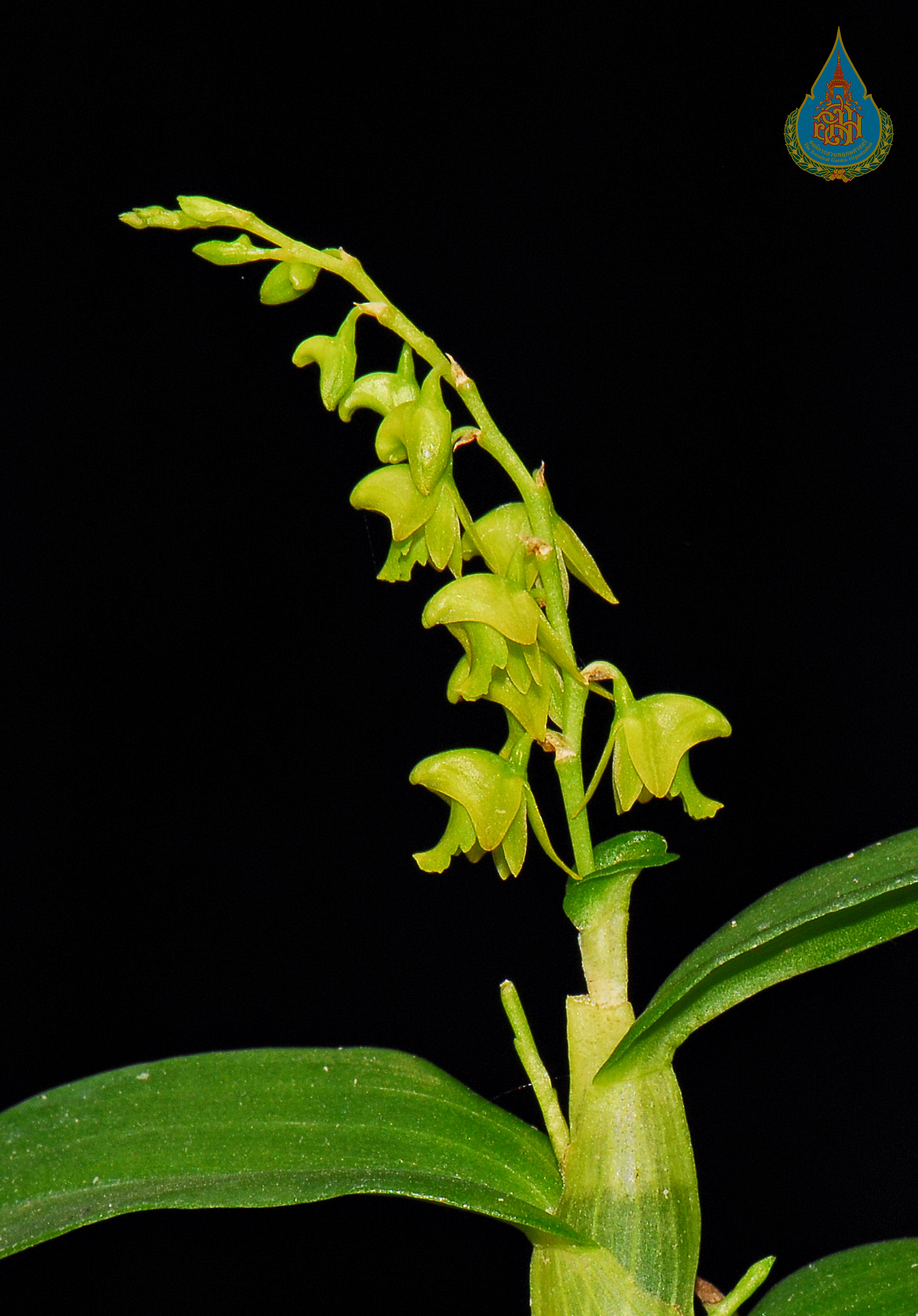 หวายเมืองกาญจน์ Dendrobium kanburiense Seidenf.<br/>ORCHIDACEAE